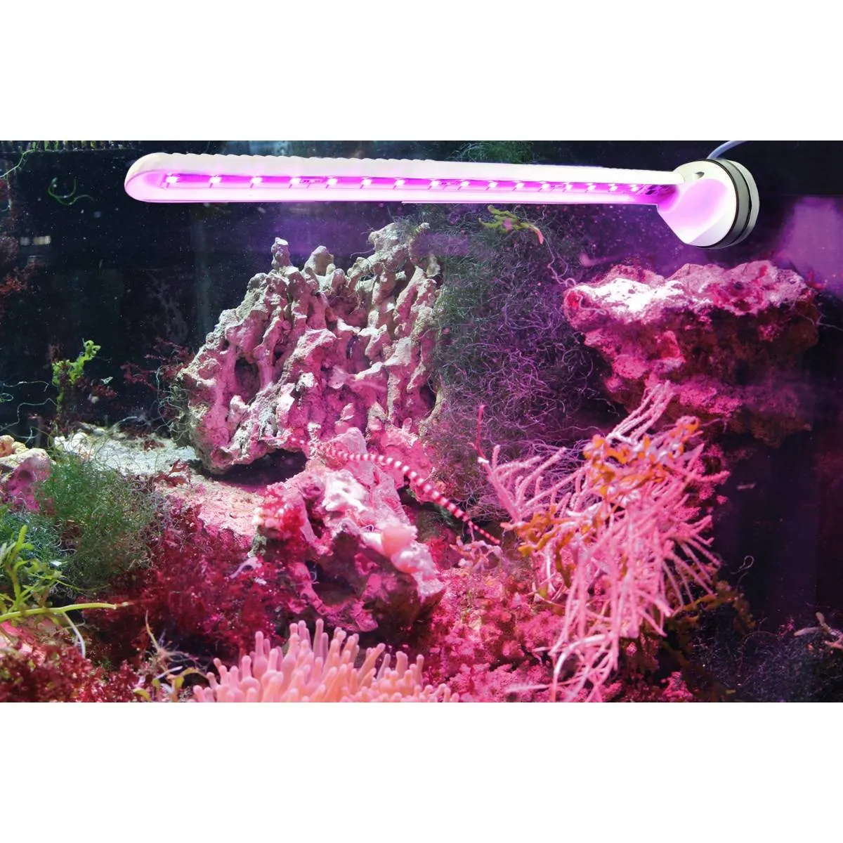 Eco Chic Waterproof Refugium LED Light 8831 - Open Box - Tunze