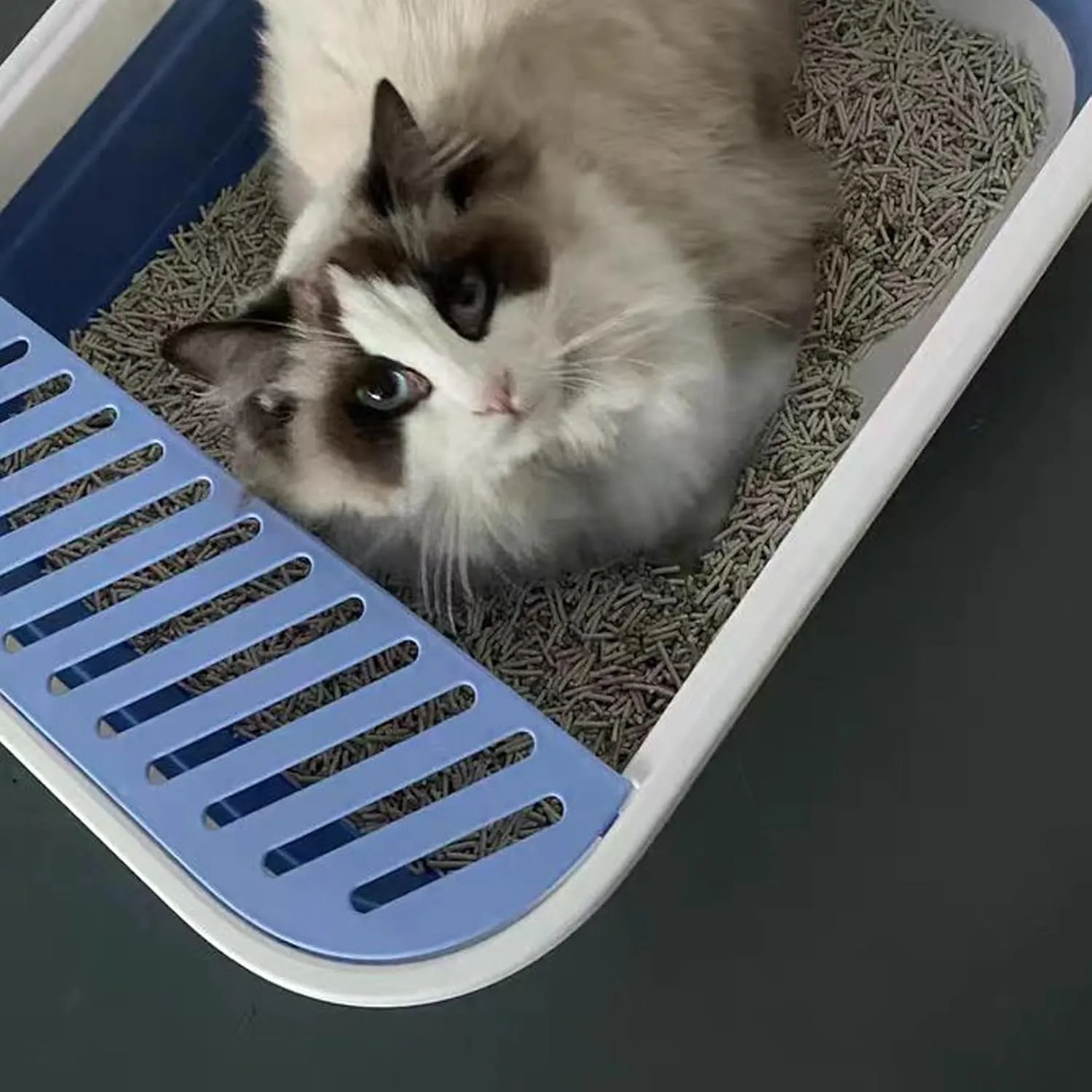 Senior Cat Litter Boxes, Collapsible Open Low Entry Cat Litter Pan with Scoop Travel Cat Potty Pan Foldable Pet Toilet for Sick Disabled Older Elderly Cats 20.9x15.7x5.7 inch